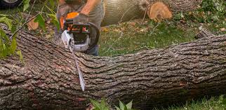 Best Lawn Maintenance Plans  in Huntsville, TX