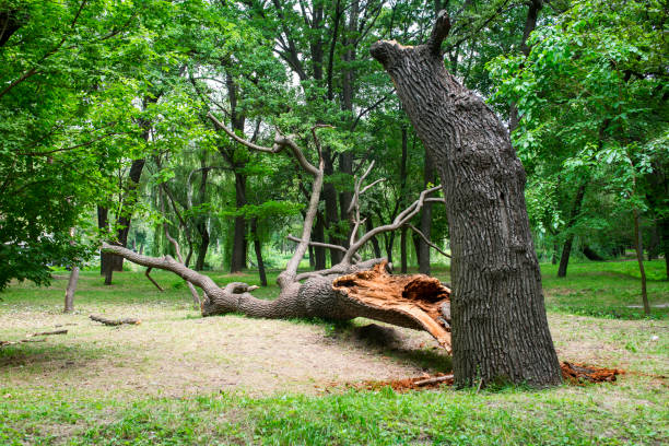 Best Soil Testing and Treatment  in Huntsville, TX