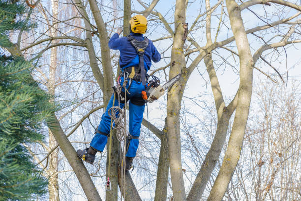 Best Storm Damage Tree Cleanup  in Huntsville, TX