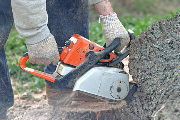 Best Lawn Maintenance Plans  in Huntsville, TX