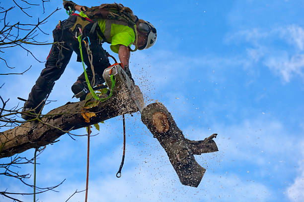 Leaf Removal in Huntsville, TX