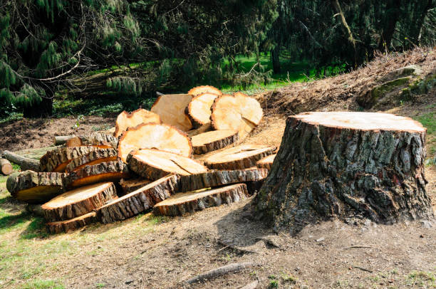 Professional Tree Care in Huntsville, TX